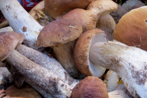 I funghi porcini come anti-aging