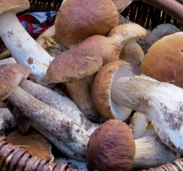 I funghi porcini come anti-aging