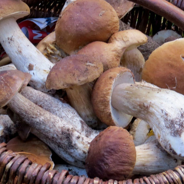 I funghi porcini come anti-aging