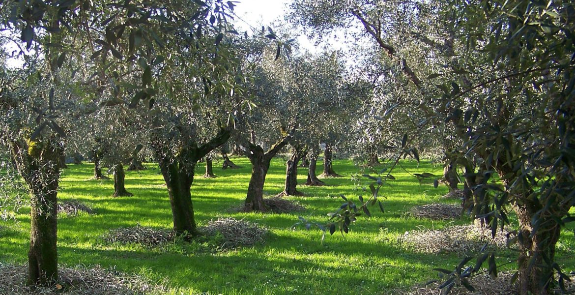 Biodiversità Davines