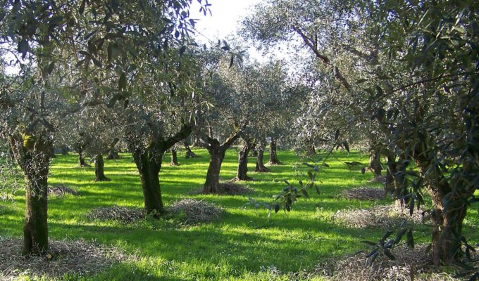 Biodiversità Davines