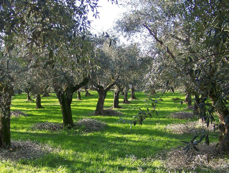 Biodiversità Davines