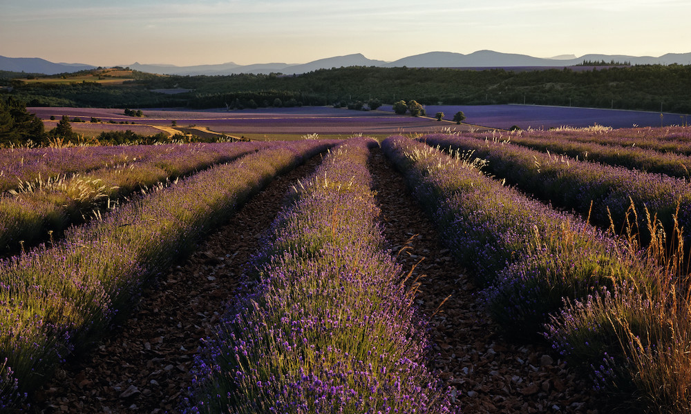 L'Occitane_CAMPI DI LAVANDA PROVENZALE