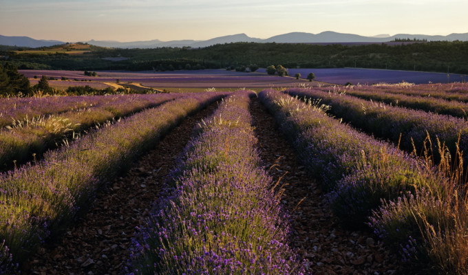 L'Occitane_CAMPI DI LAVANDA PROVENZALE