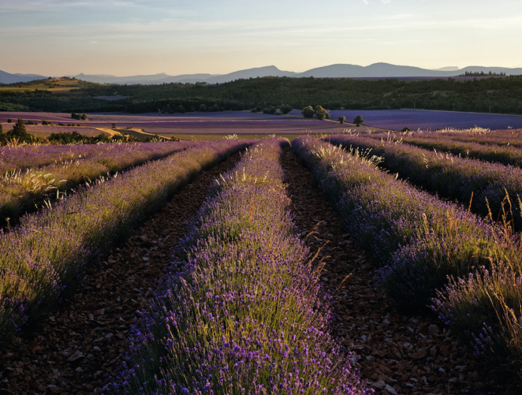 L'Occitane_CAMPI DI LAVANDA PROVENZALE