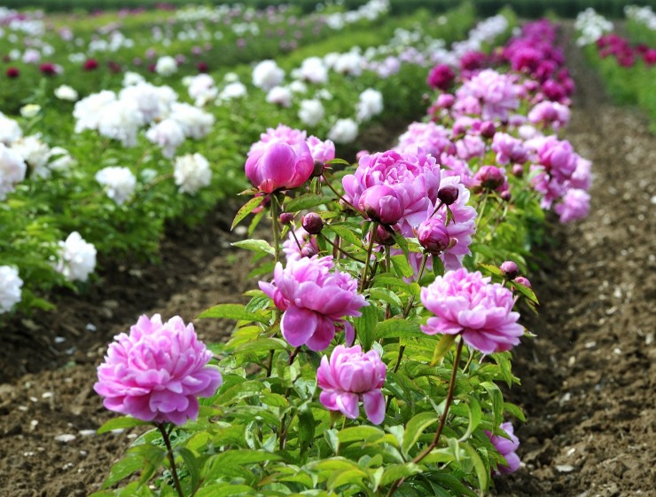 L'Occitane biodiversità