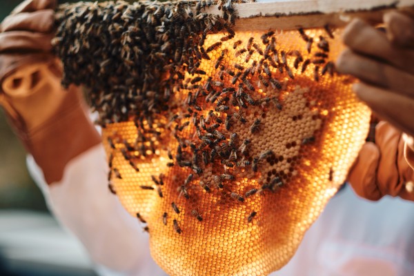 Guerlain women for bees