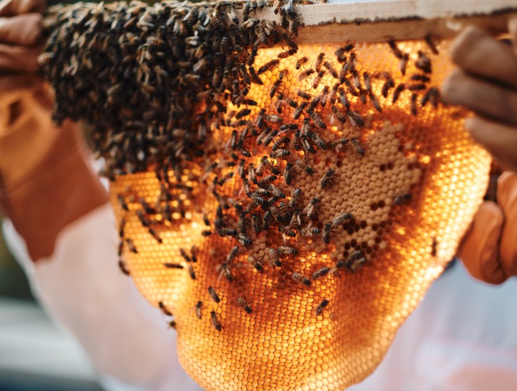 Guerlain women for bees